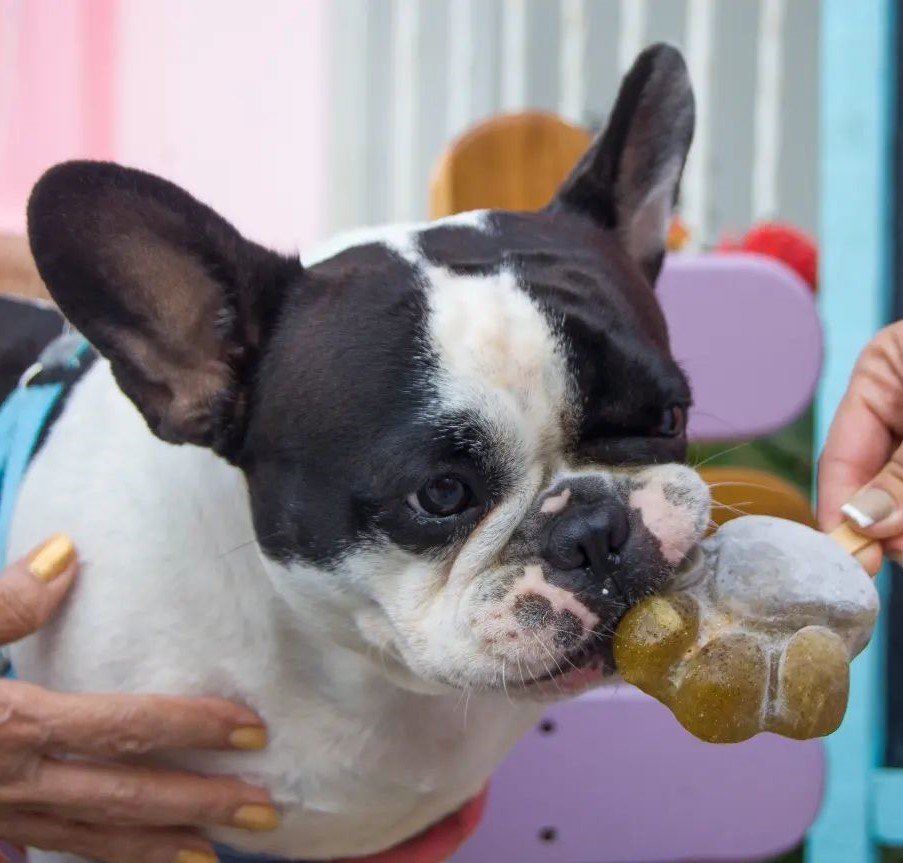 perro comiendo helado