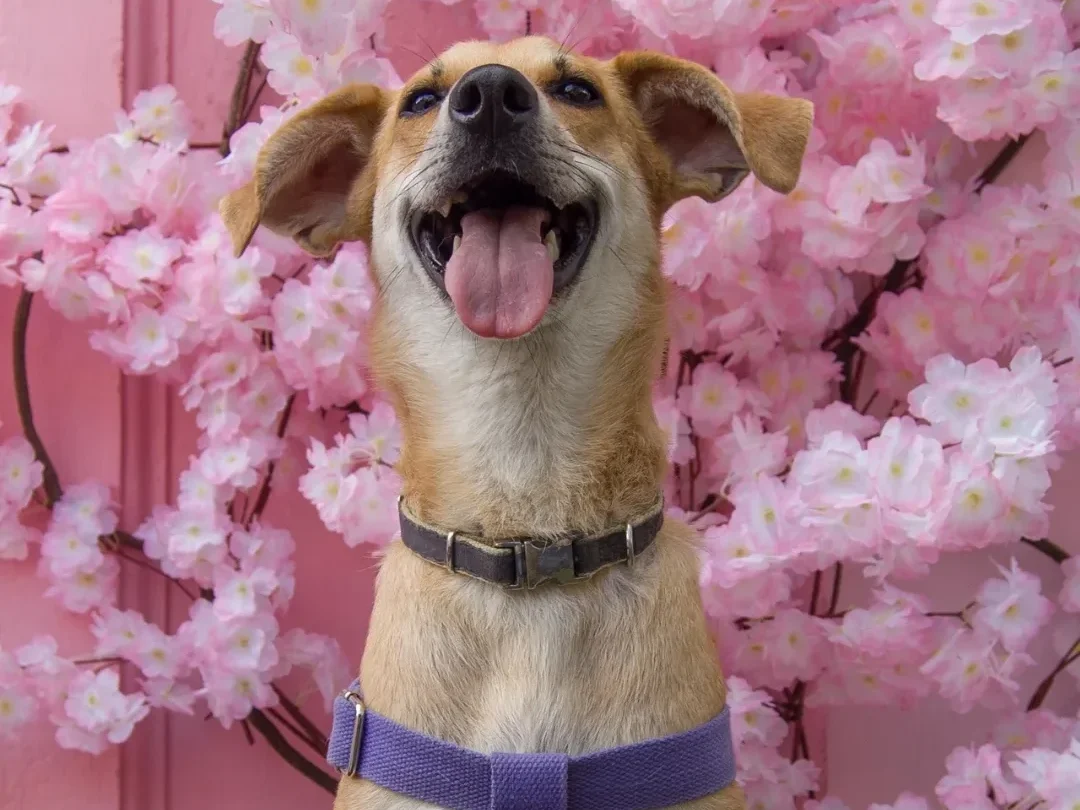 Perrito riendo a carcajadas